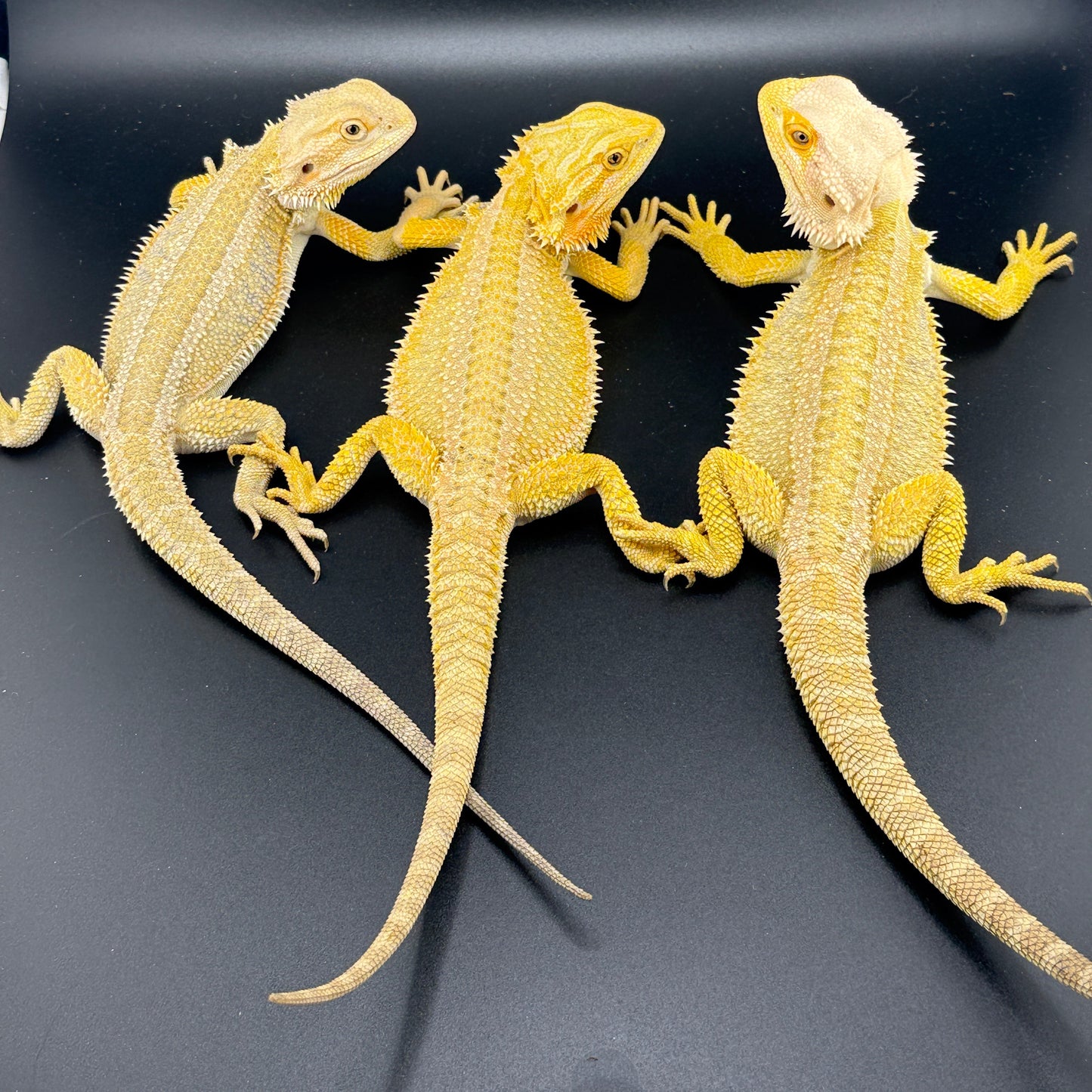 x3 Male Citrus Bearded Dragons