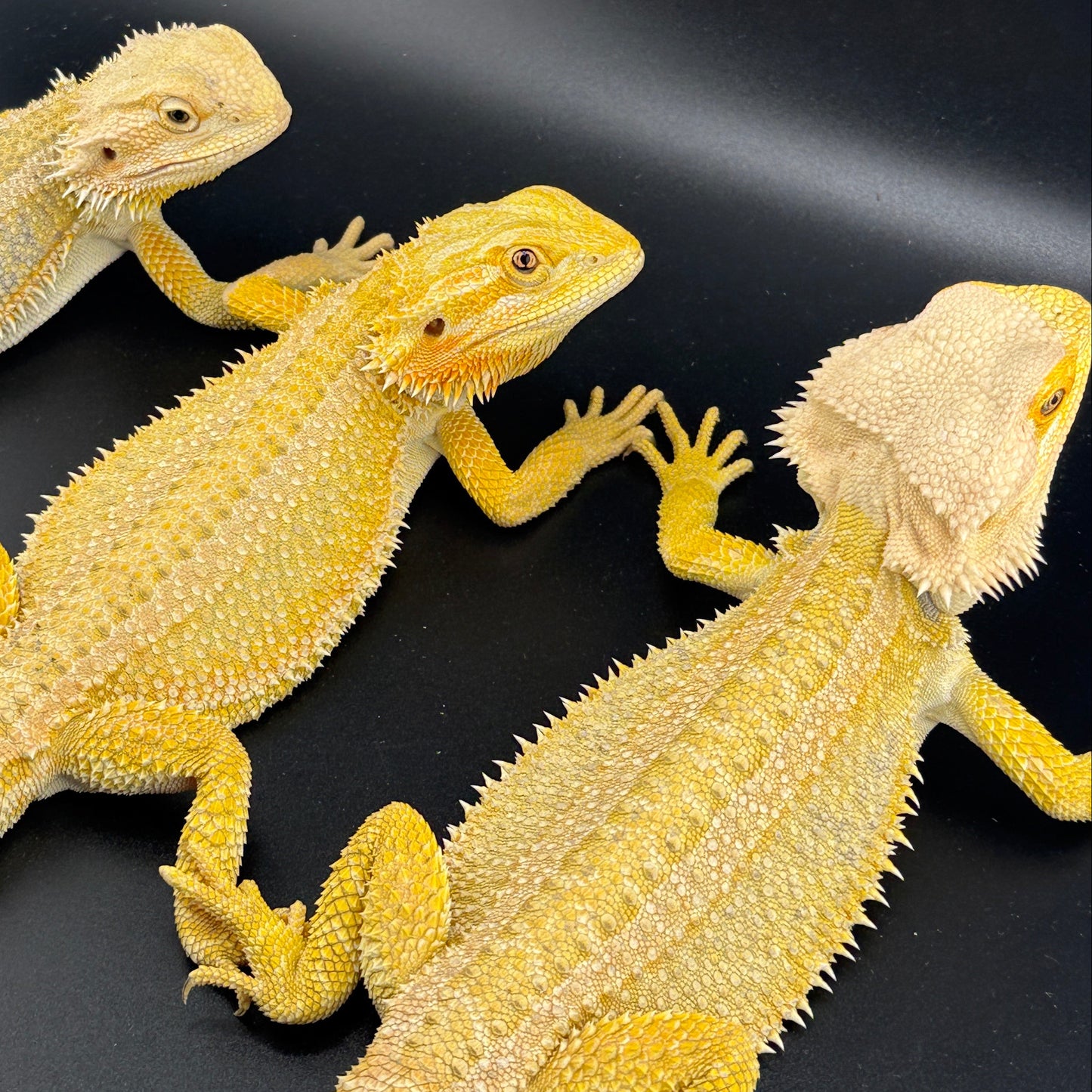 x3 Male Citrus Bearded Dragons