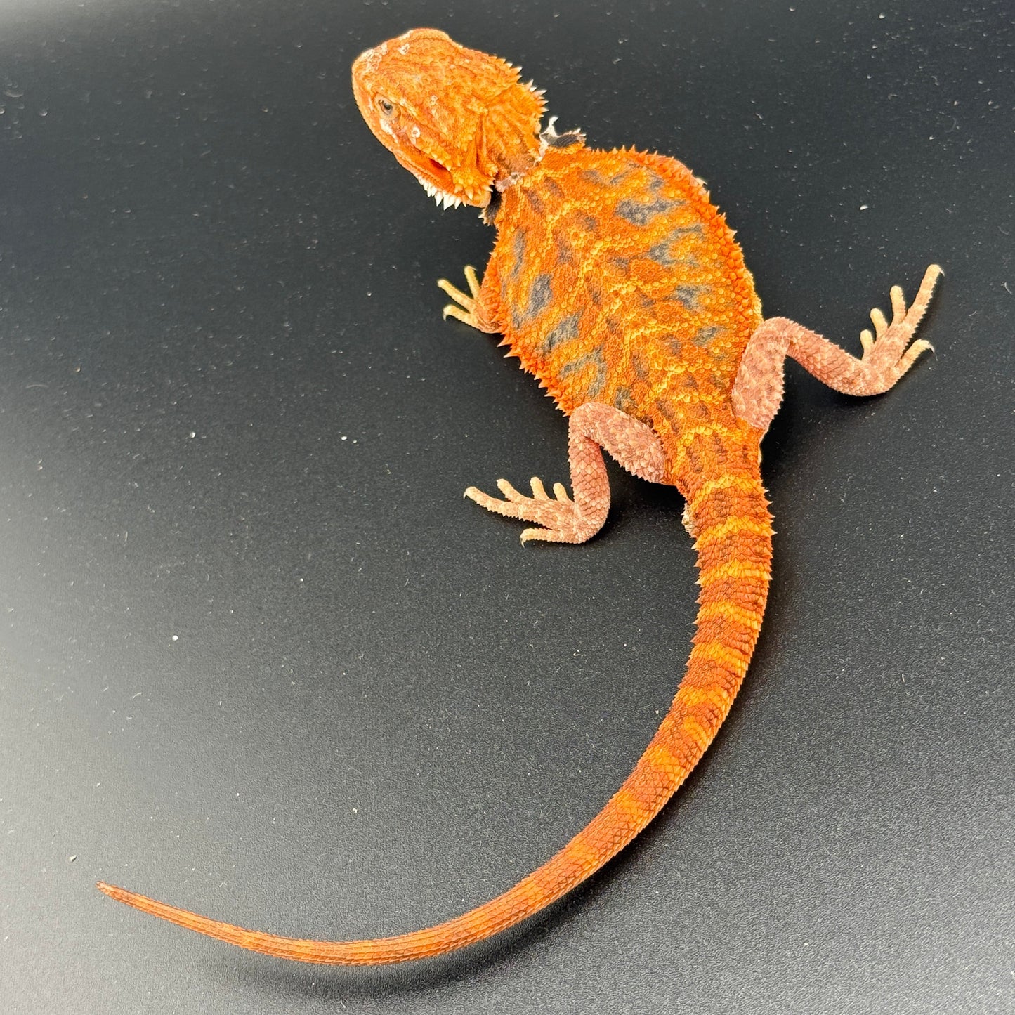 Red Trans Bearded Dragon 685