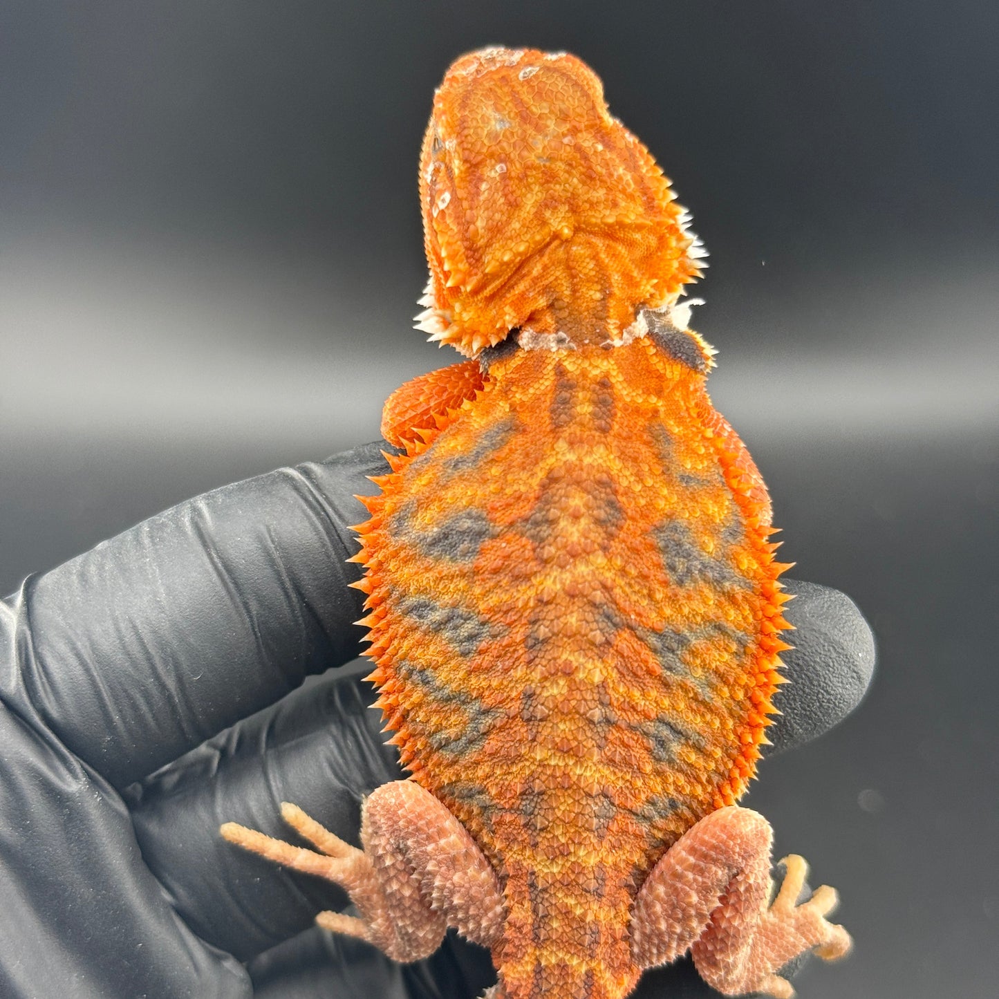 Red Trans Bearded Dragon 685