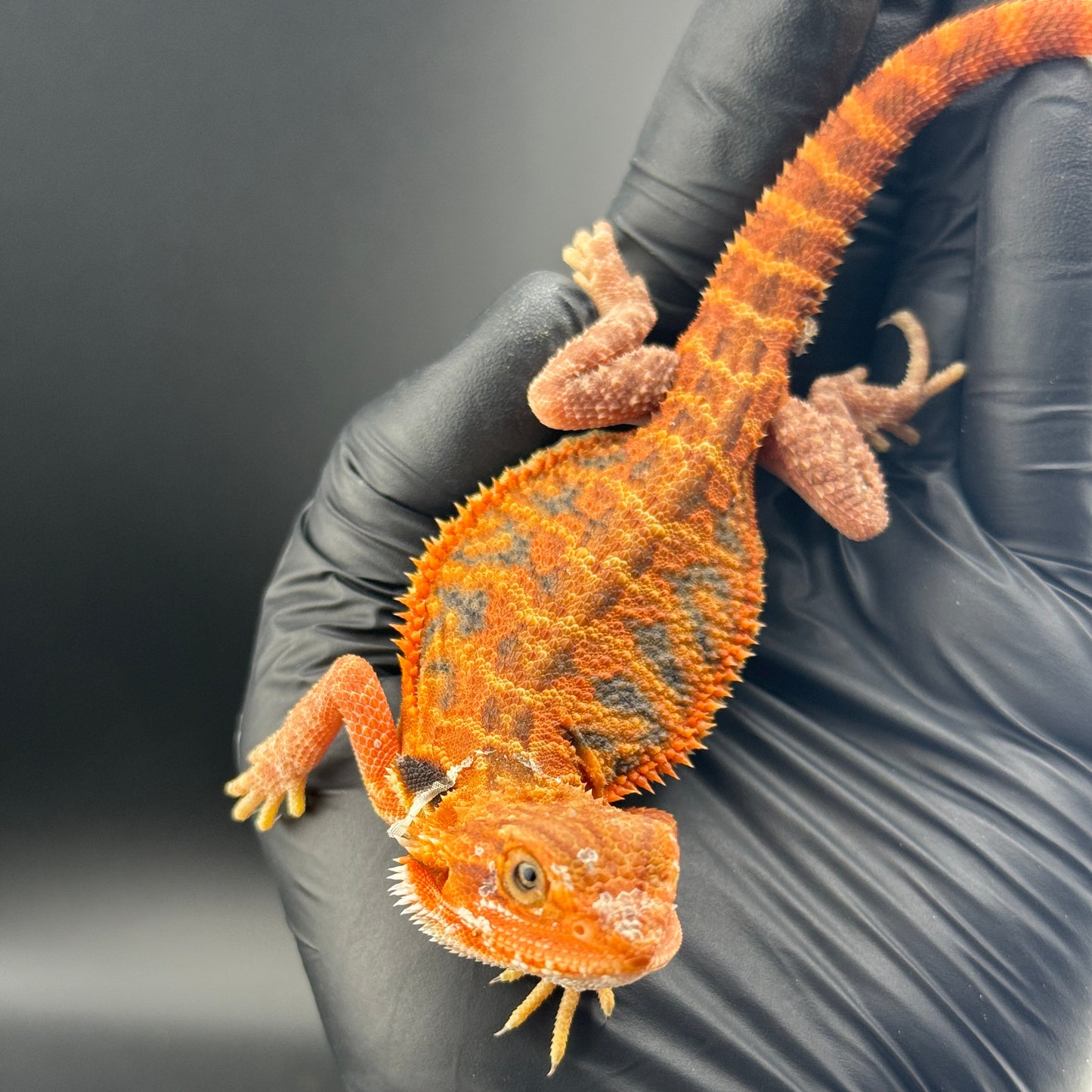 Red Trans Bearded Dragon 685