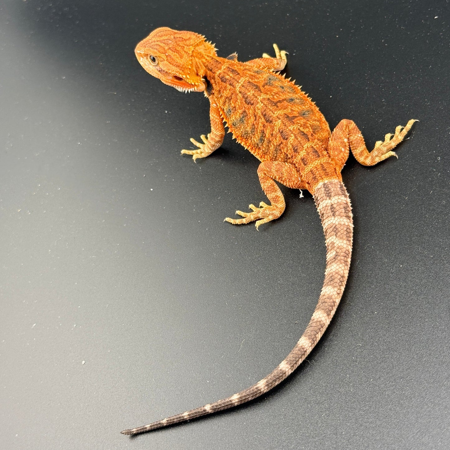 Red Trans Bearded Dragon 686