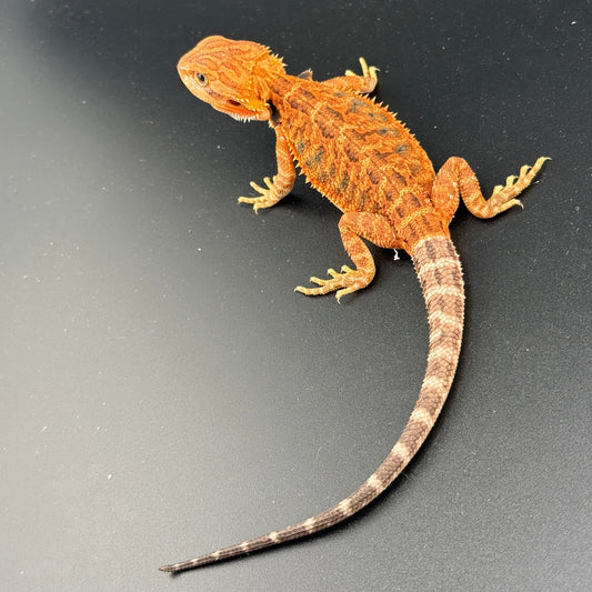 Red Trans Bearded Dragon 686