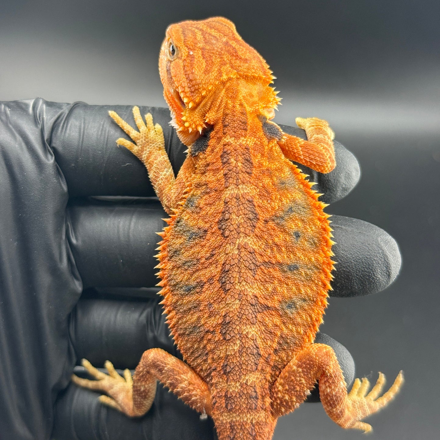 Red Trans Bearded Dragon 686