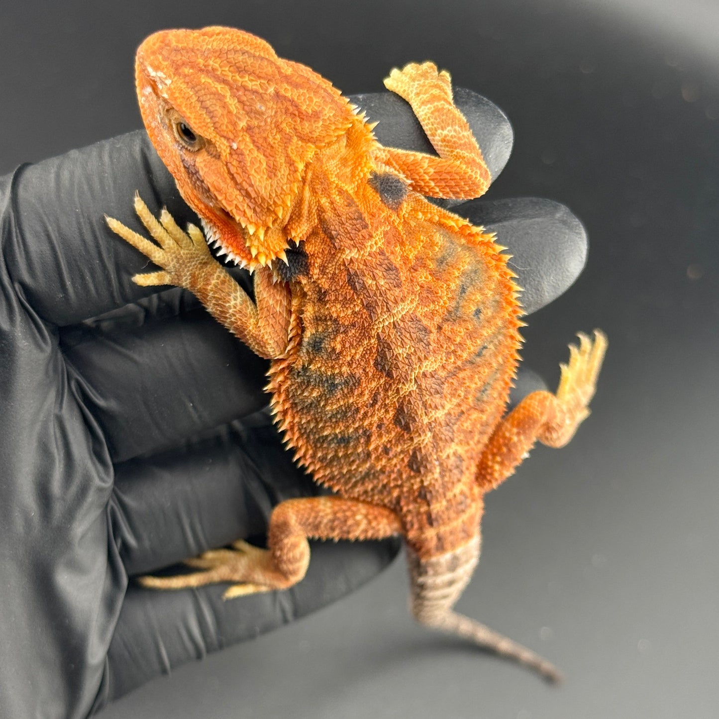 Red Trans Bearded Dragon 686