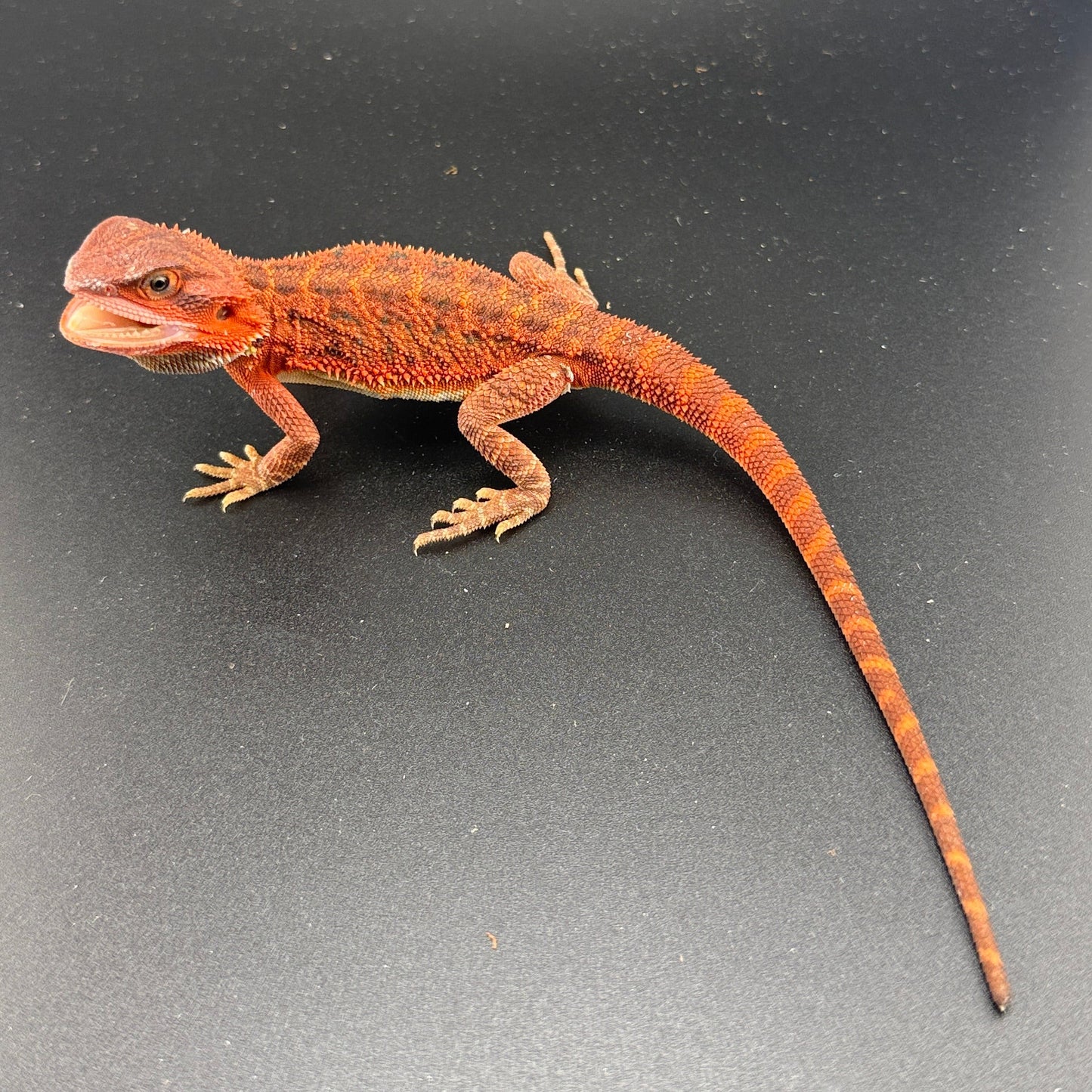 Red Trans Bearded Dragon 687
