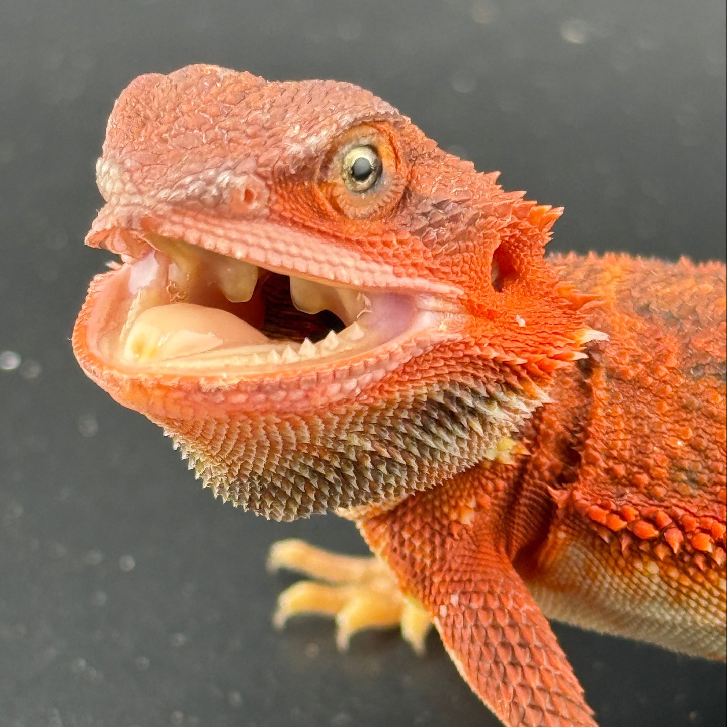 Red Trans Bearded Dragon 687