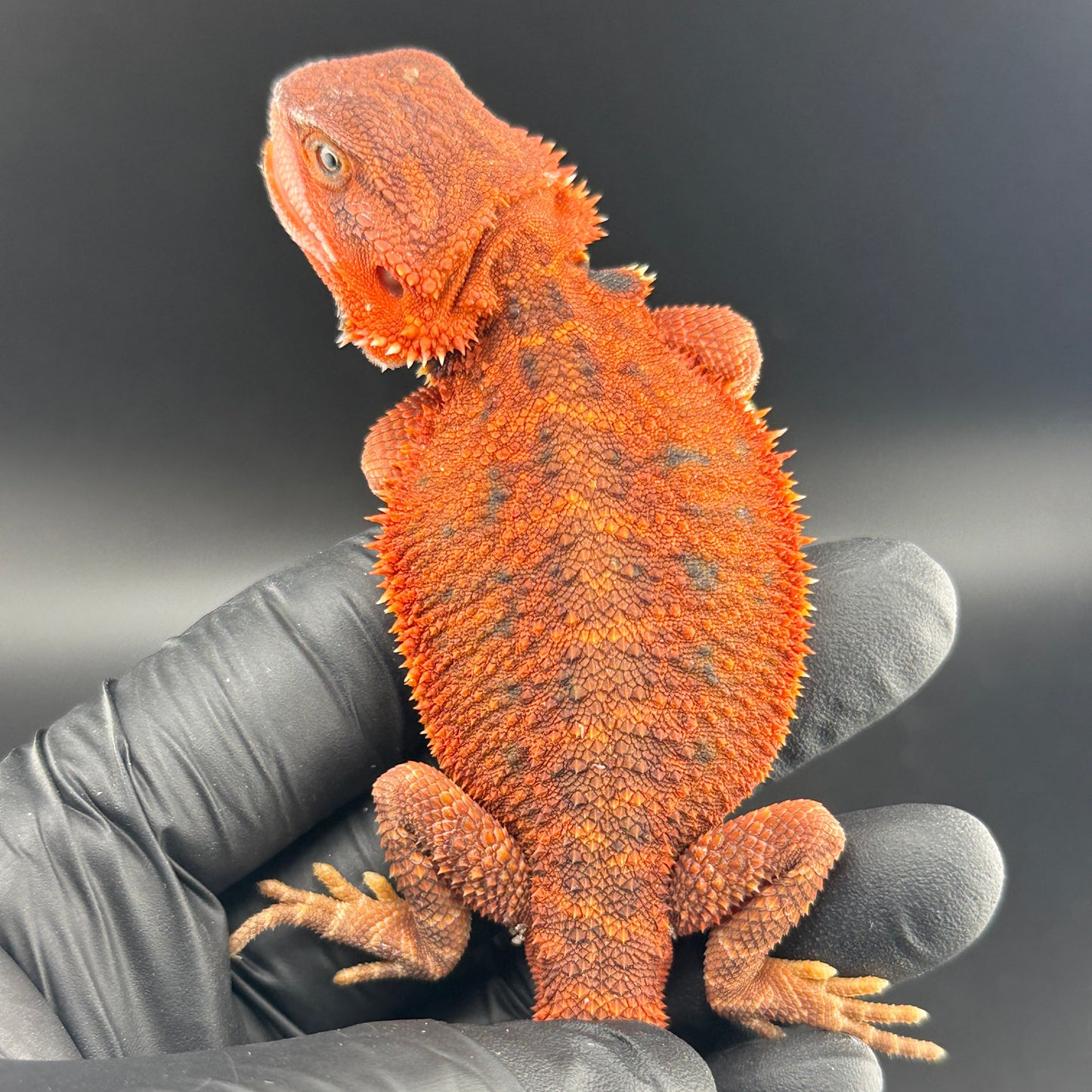 Red Trans Bearded Dragon 687