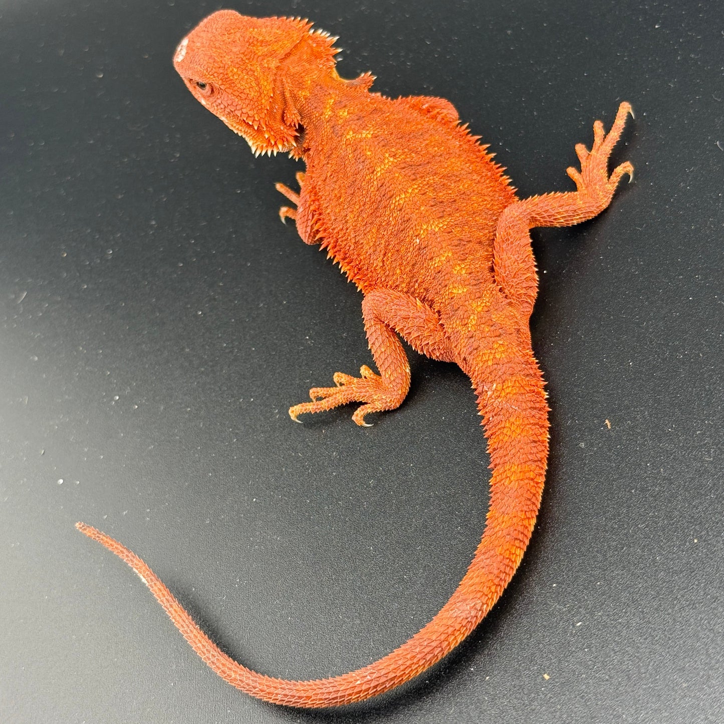 Red Hypo Bearded Dragon 688