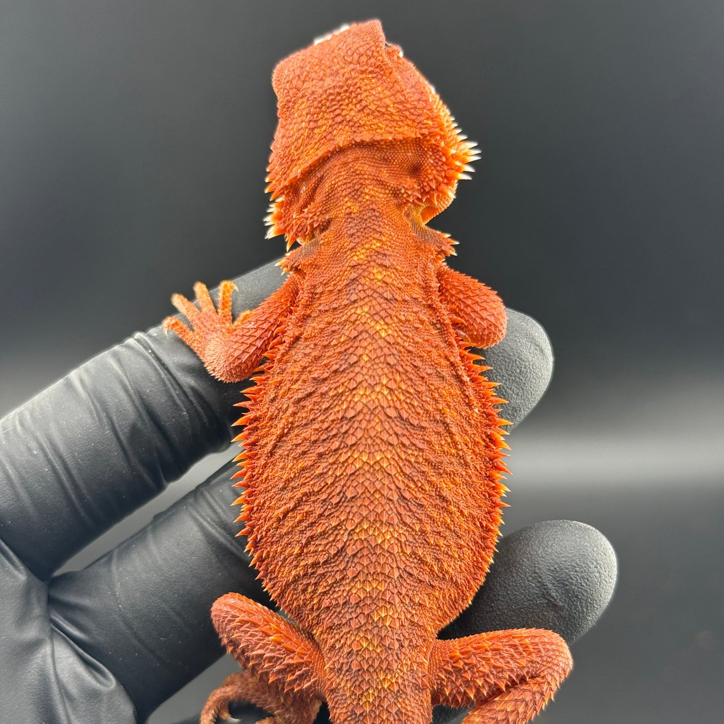 Red Hypo Bearded Dragon 688