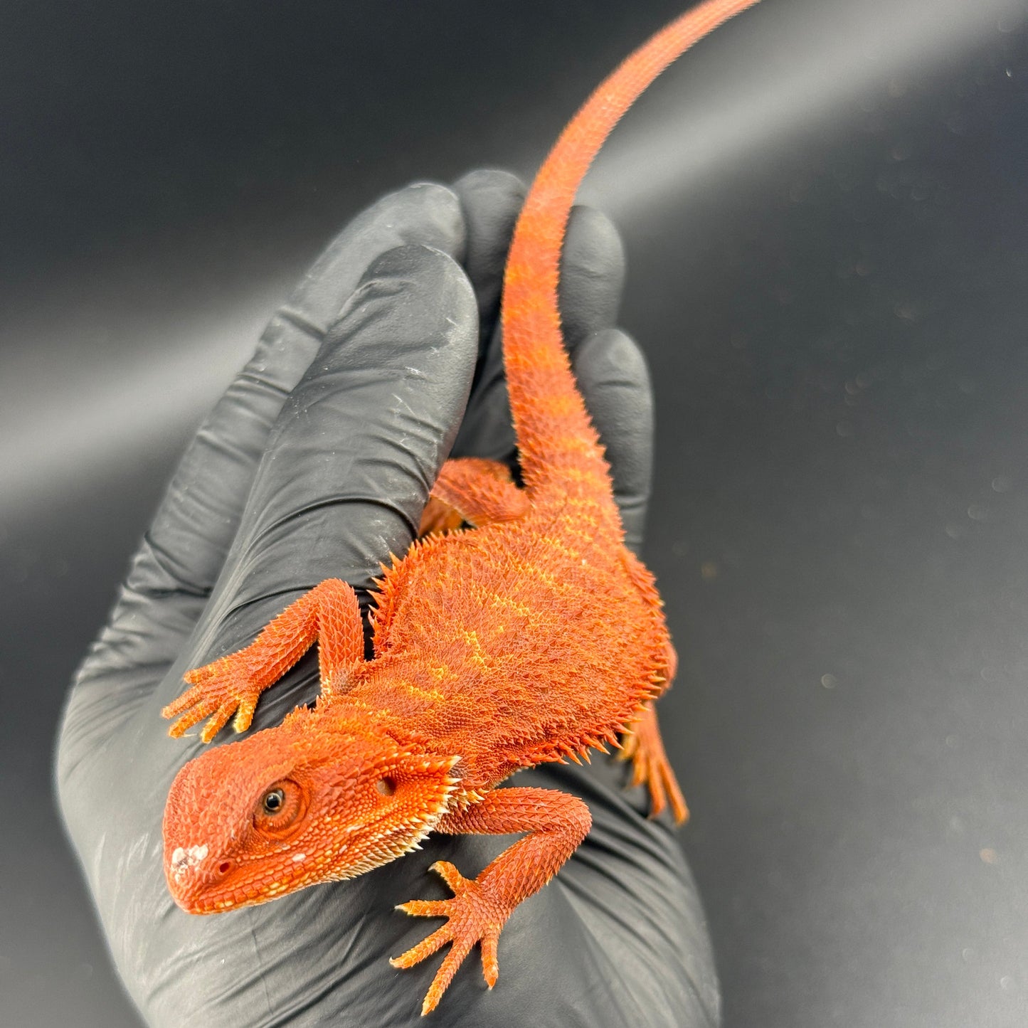 Red Hypo Bearded Dragon 688