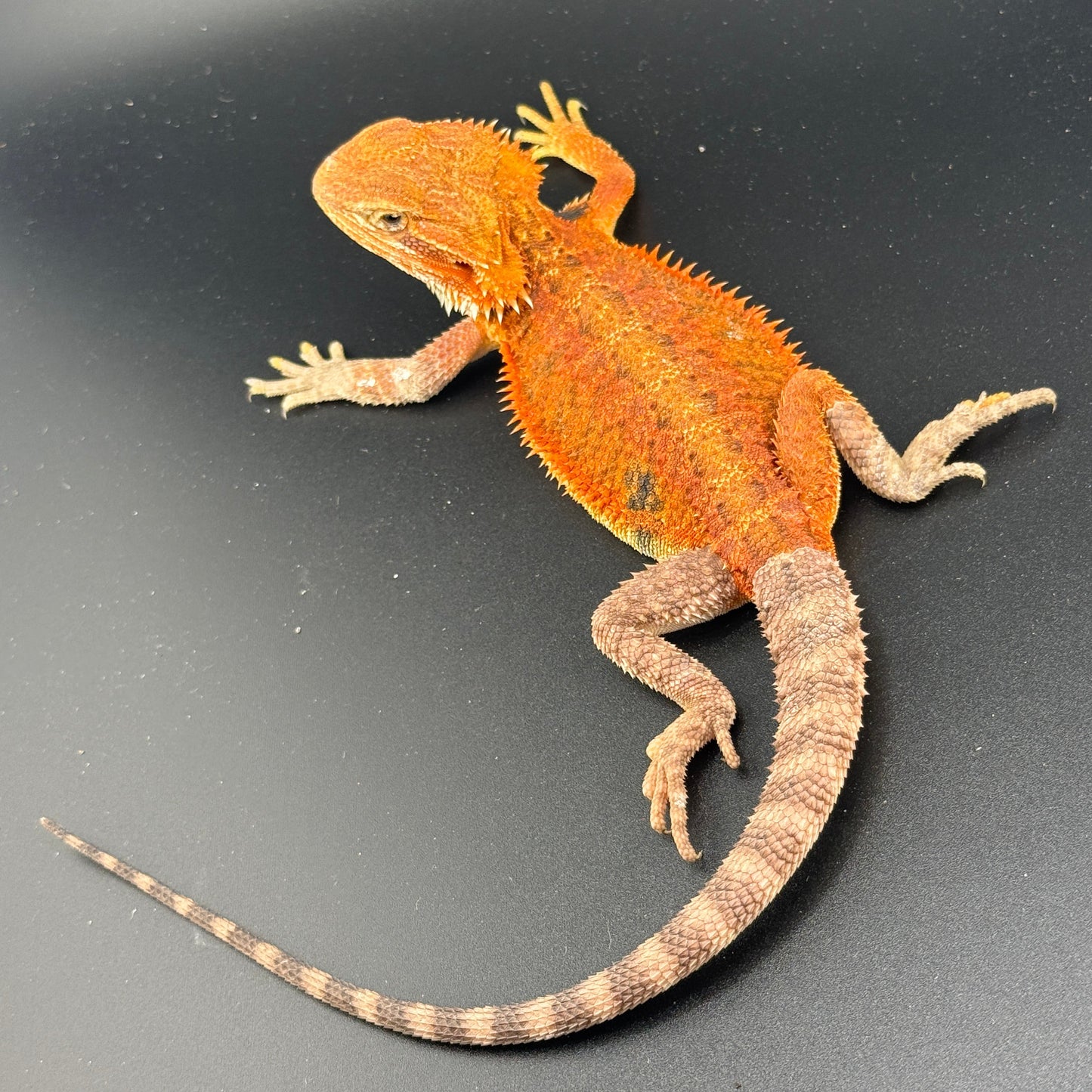Red Bearded Dragon 689