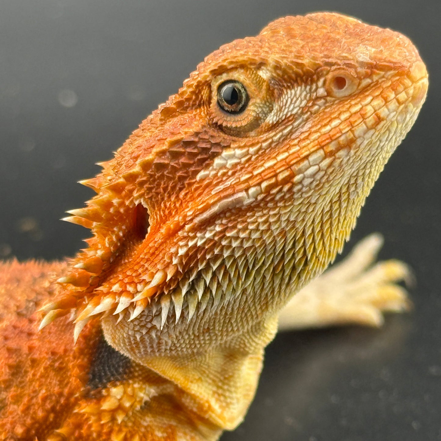 Red Bearded Dragon 689
