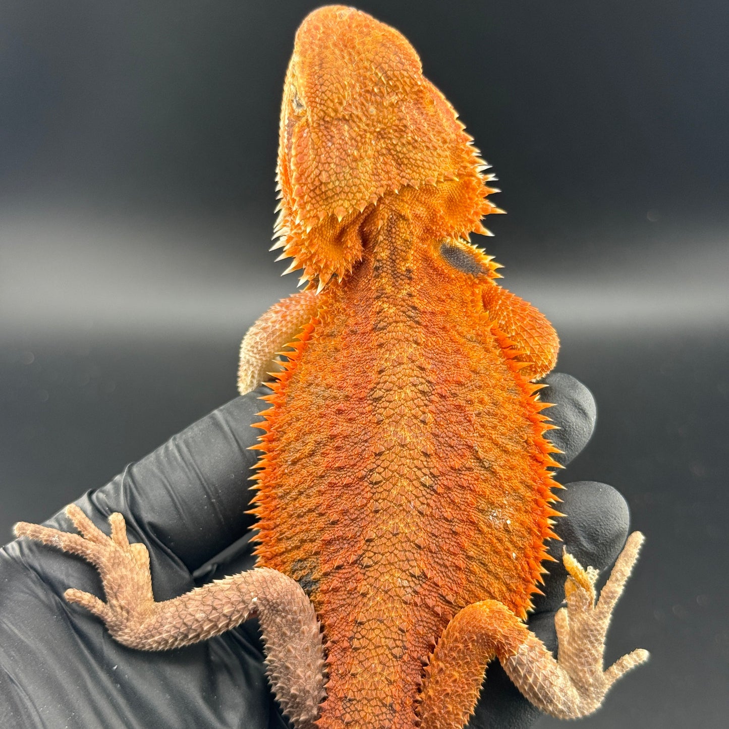 Red Bearded Dragon 689