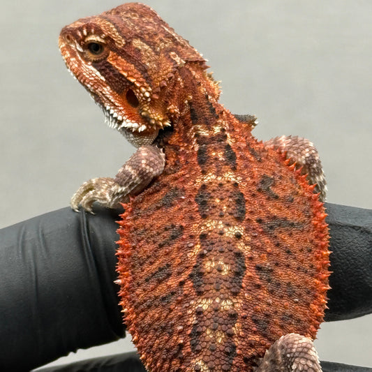 75% Red Monster Het Hypo Het Trans Bearded Dragons 902