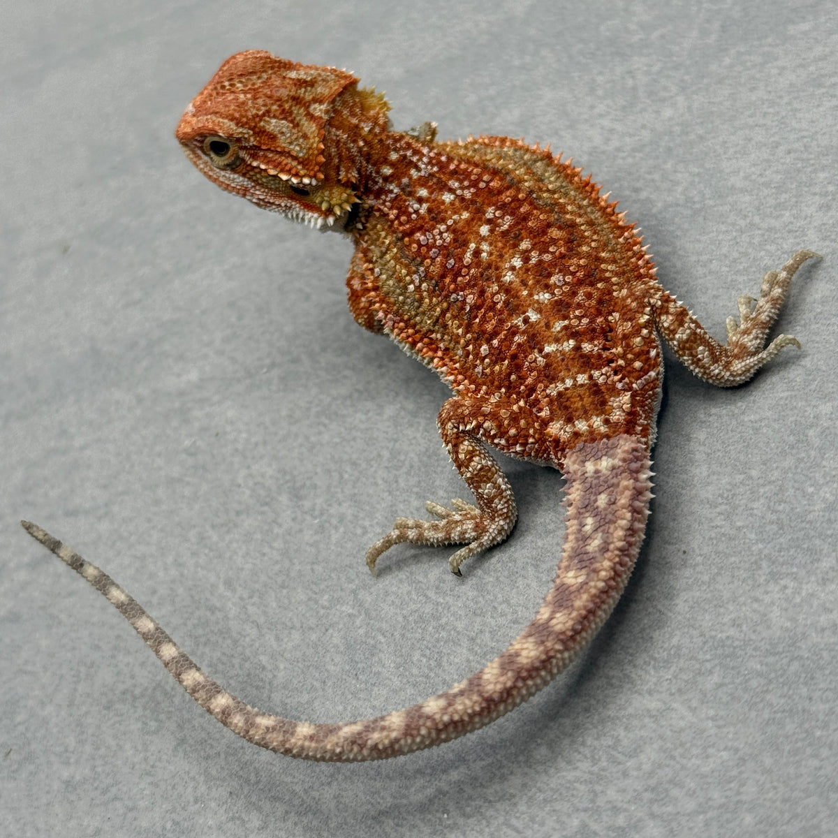 Dunner Hypo 75% Red Monster 910