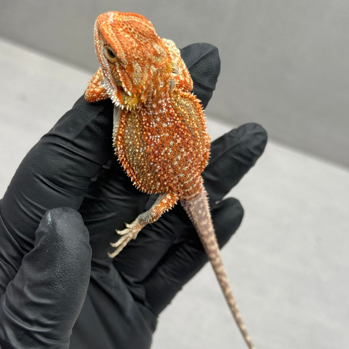 Dunner Hypo 75% Red Monster 910