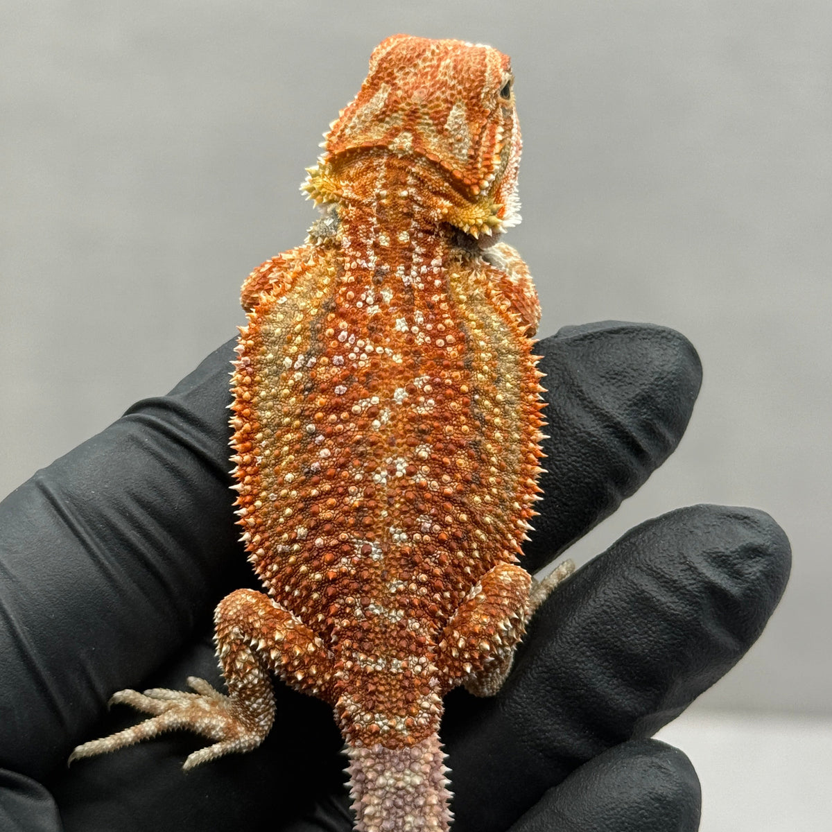 Dunner Hypo 75% Red Monster 910