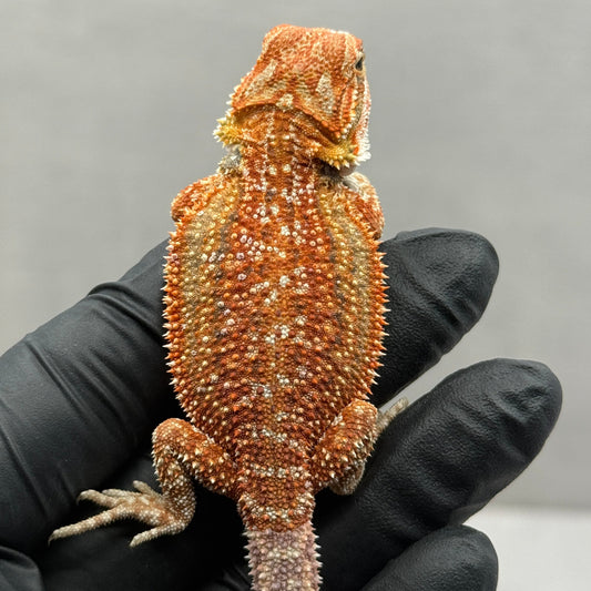 Dunner Hypo 75% Red Monster 910
