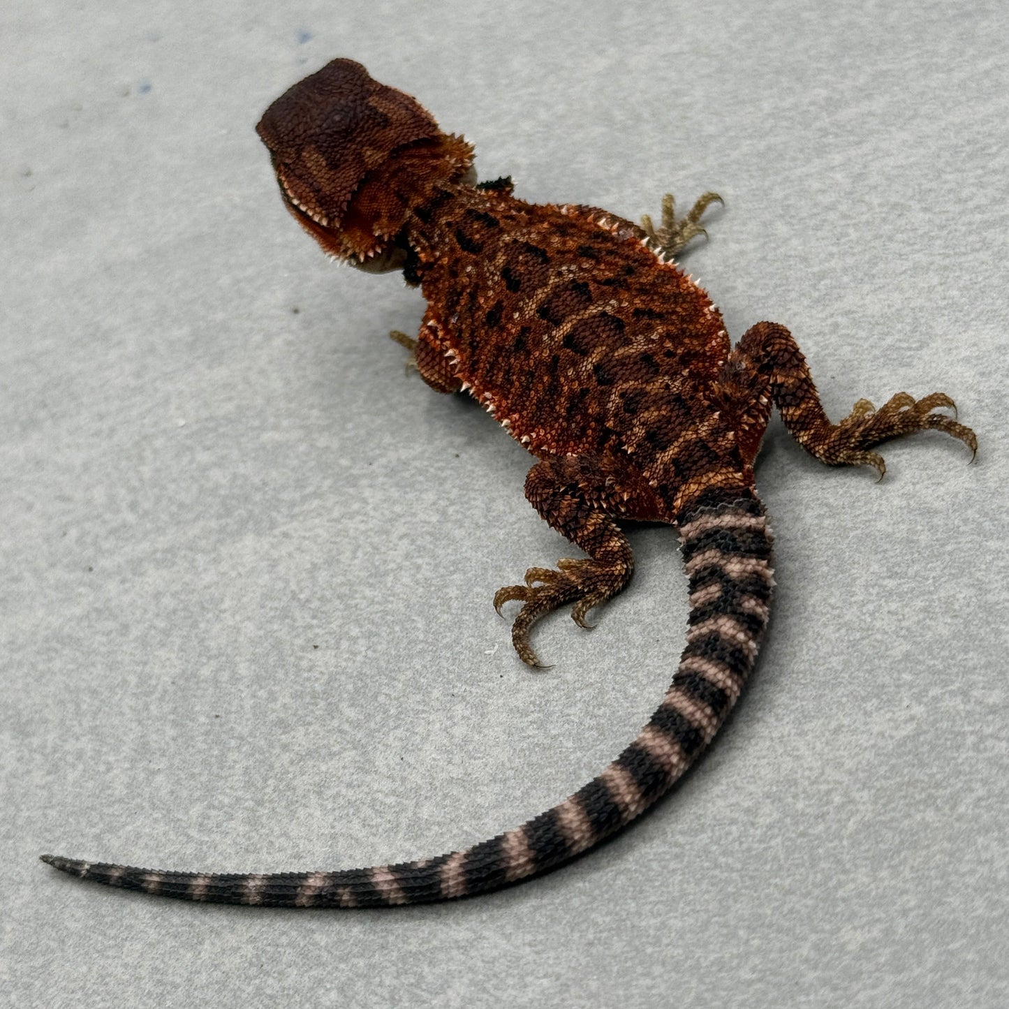 Red Monster poss het trans 912