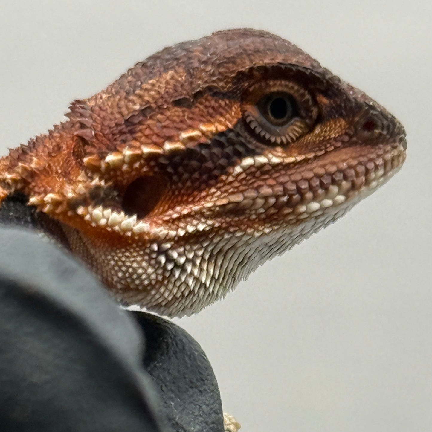 Red Monster poss het trans 912