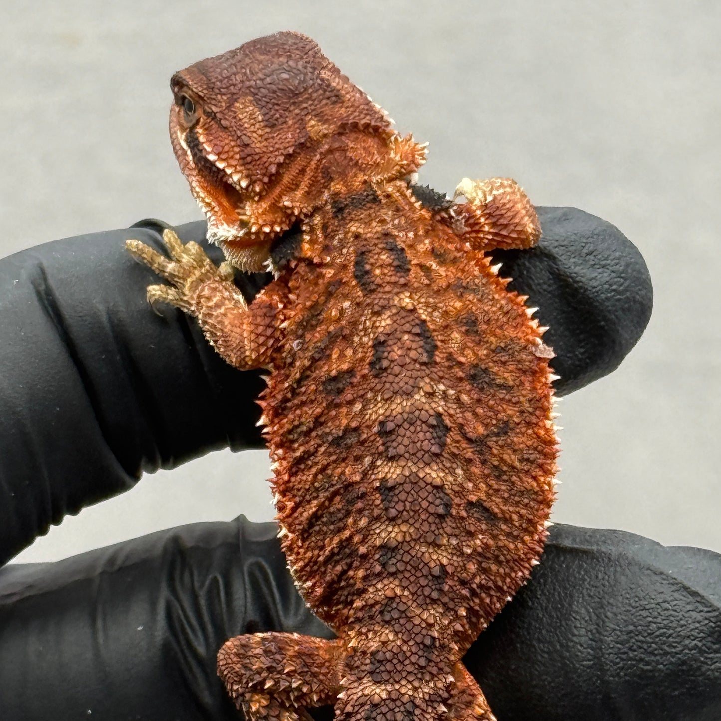 Red Monster poss het trans 912
