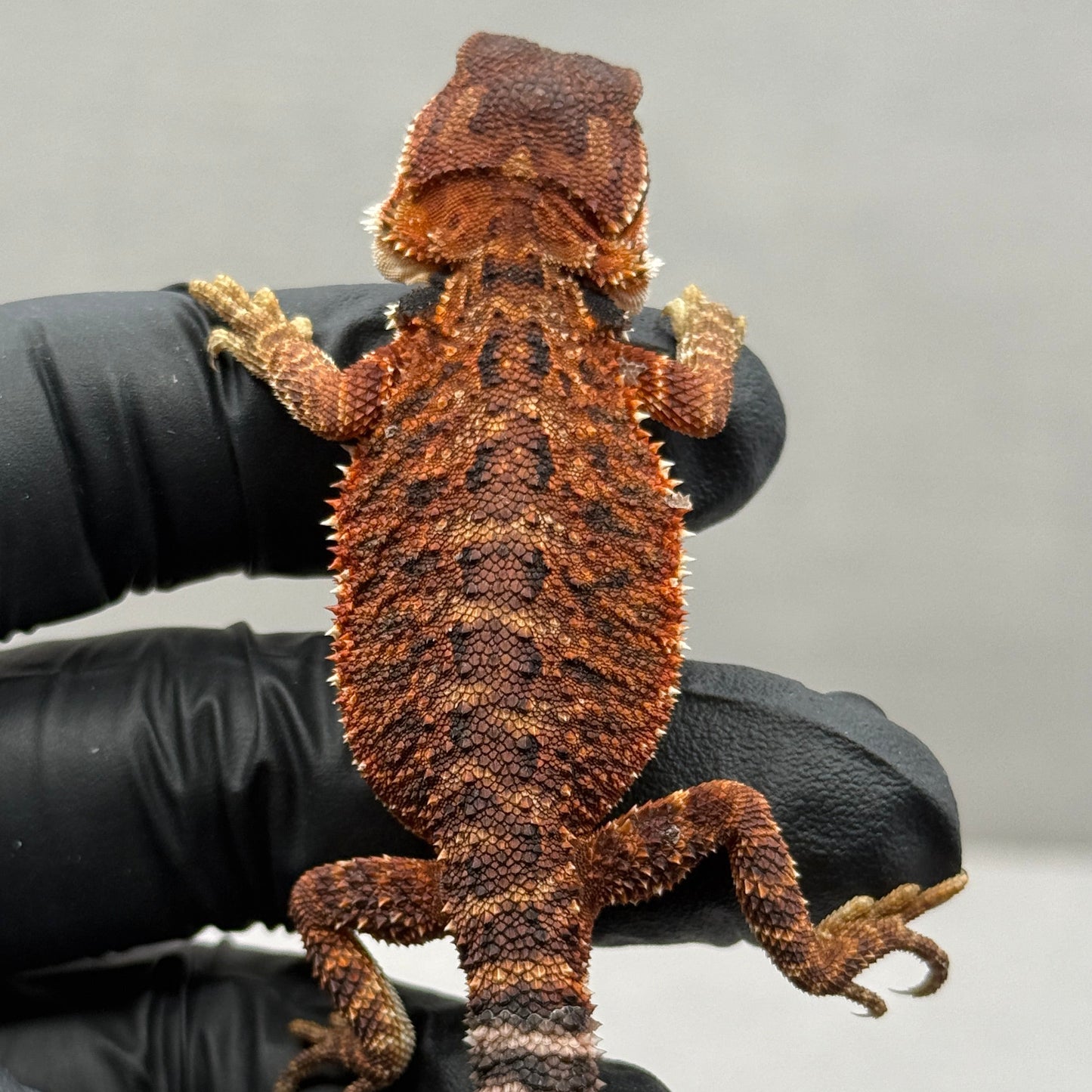 Red Monster poss het trans 912