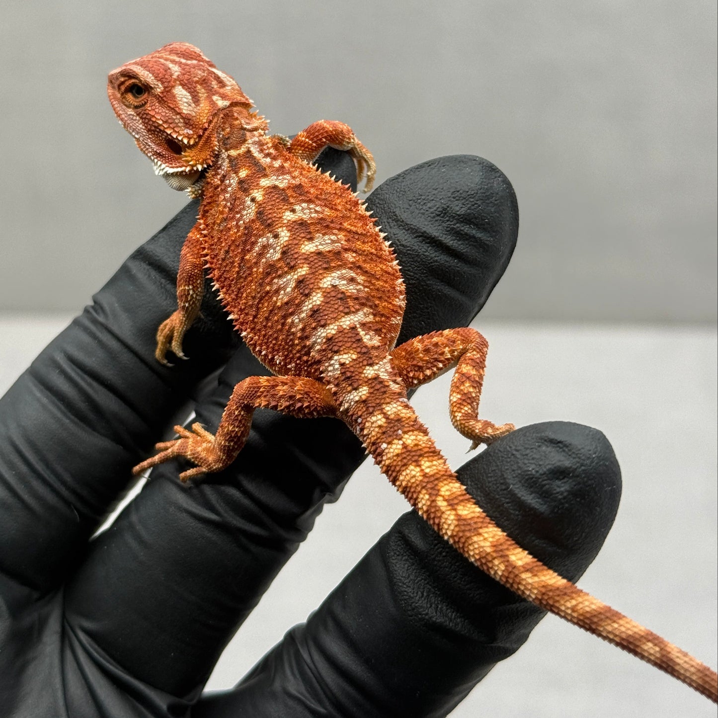 Hypo Red Monster 913