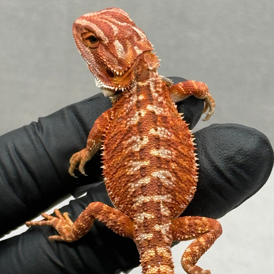 Hypo Red Monster 913