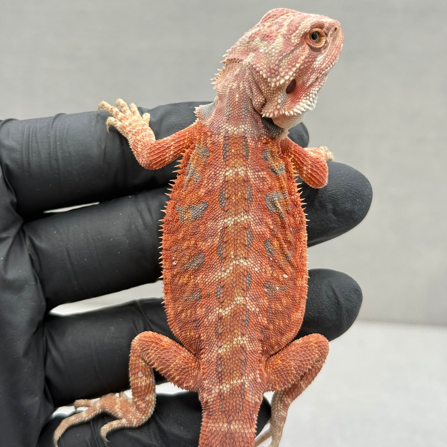 75% Red Monster Leatherback Bearded Dragon 393