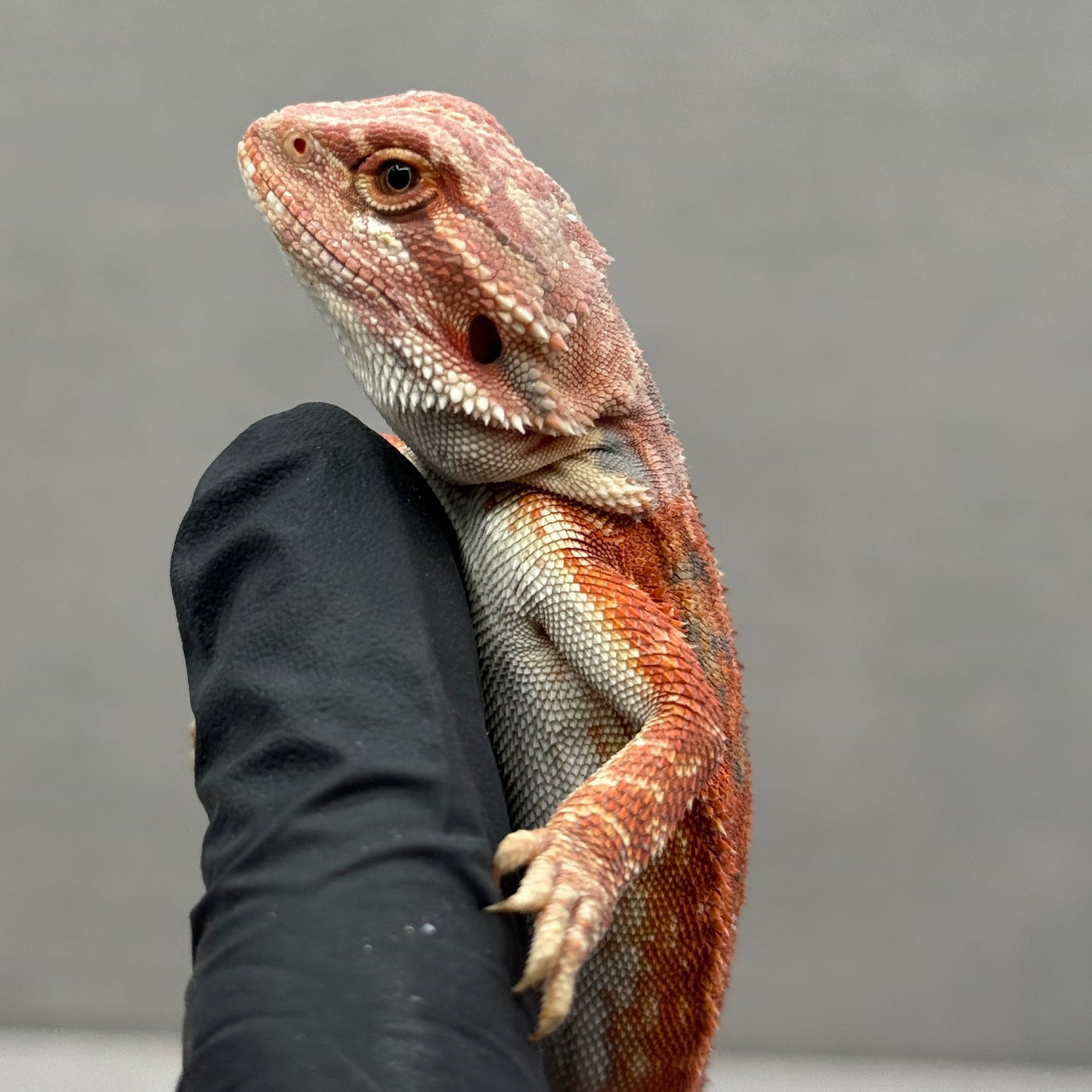 75% Red Monster Leatherback Bearded Dragon 393
