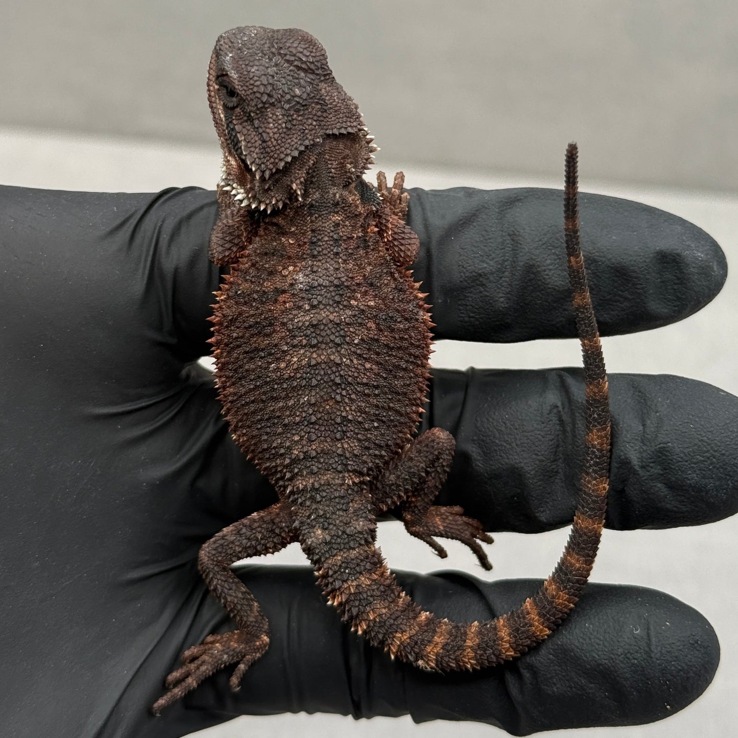 DARK Red Monster Bearded Dragon 394