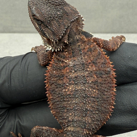 DARK Red Monster Bearded Dragon 394