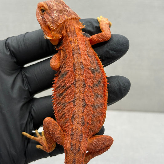 Trans Red Bearded Dragon 395