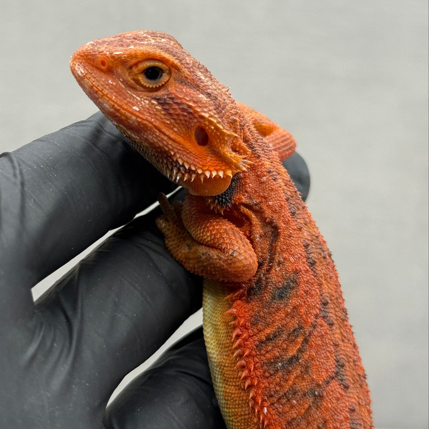 Trans Red Bearded Dragon 395
