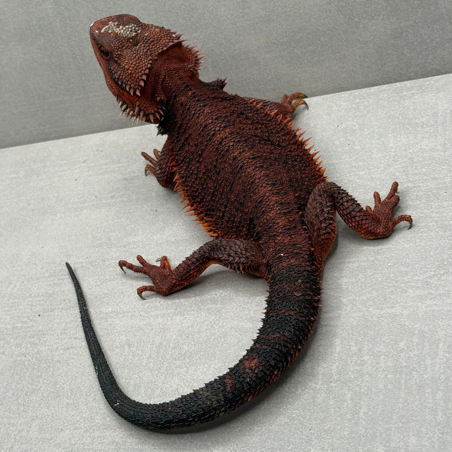 Red Monster Bearded Dragon 509