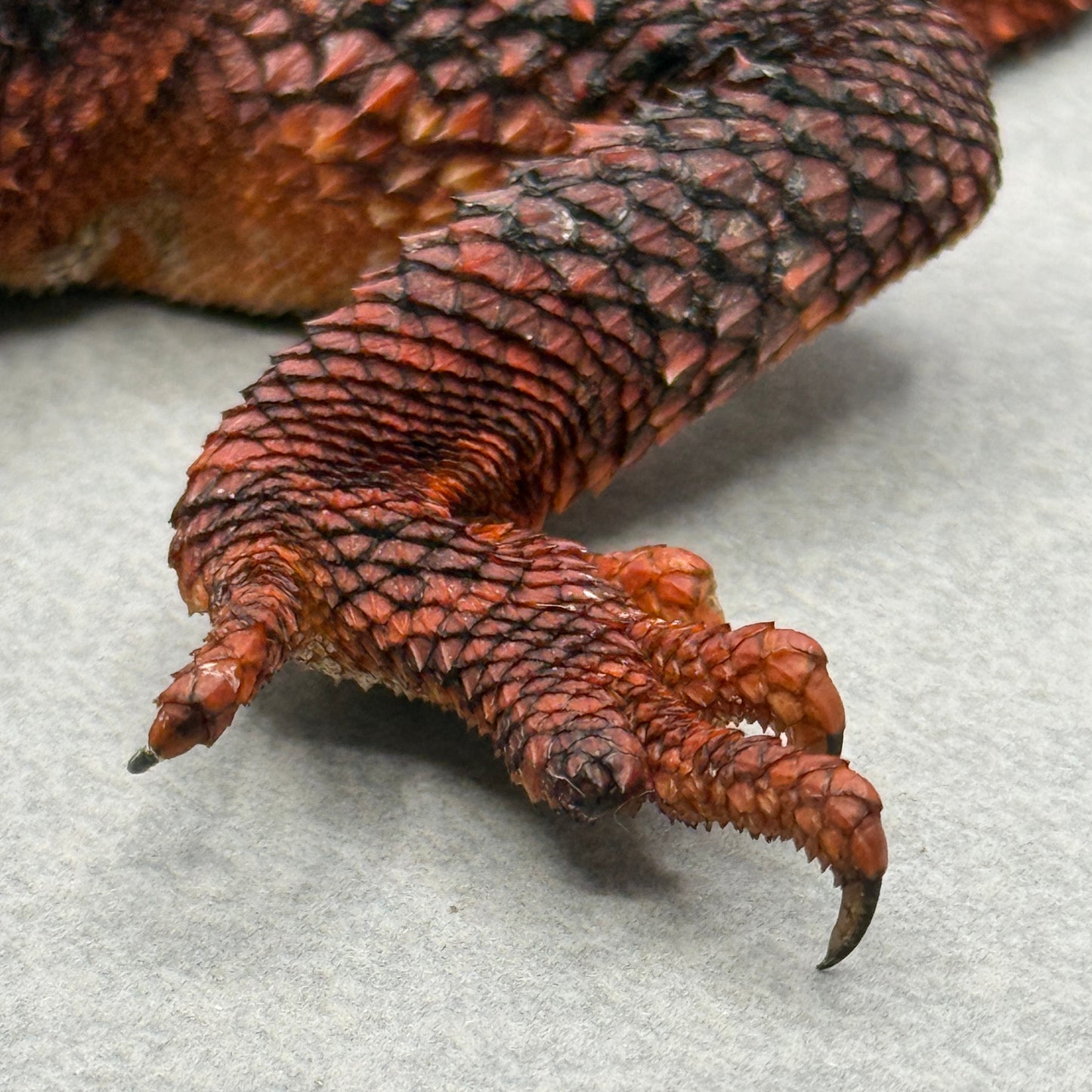 Red Monster Bearded Dragon 509
