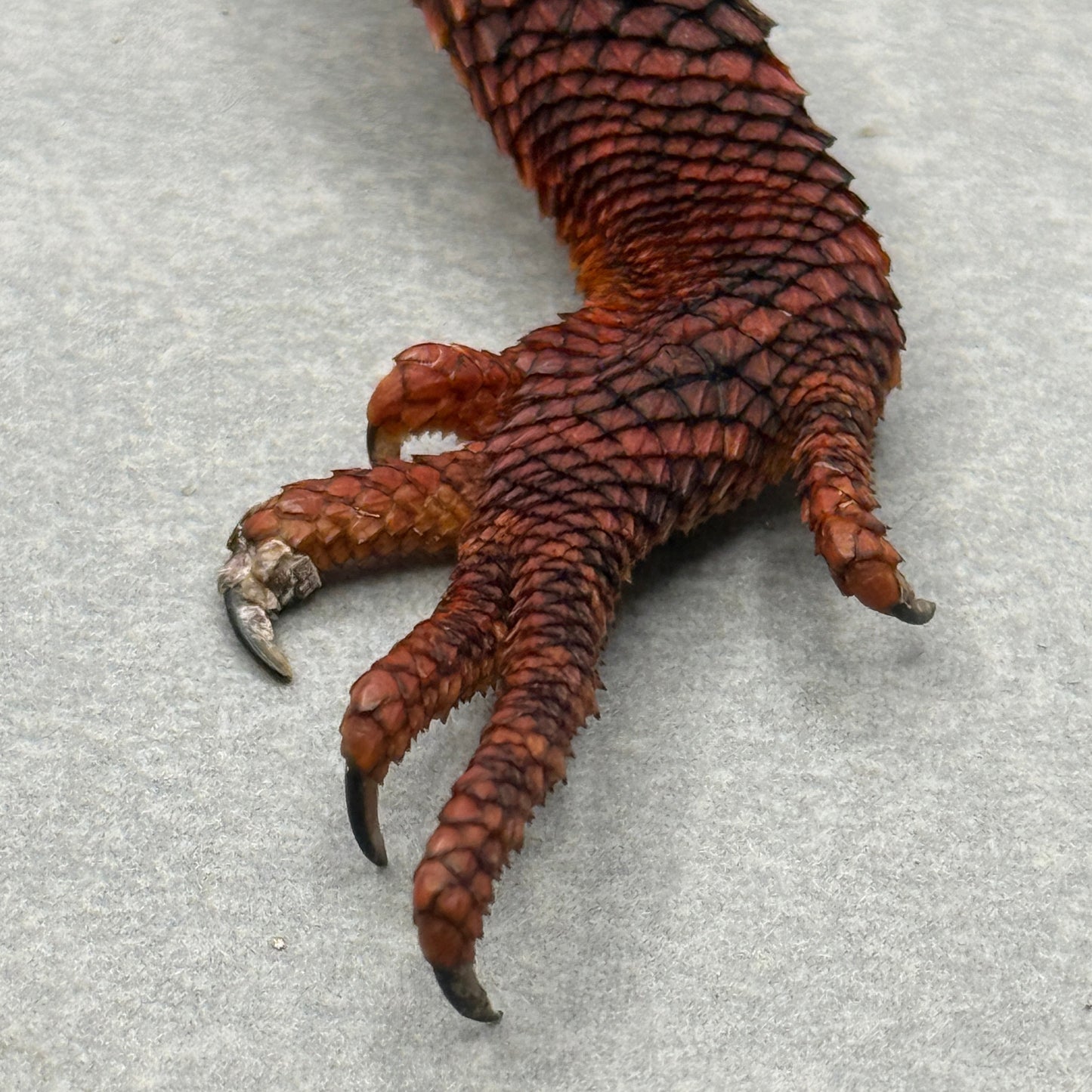 Red Monster Bearded Dragon 509