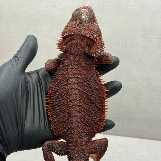 Red Monster Bearded Dragon 509