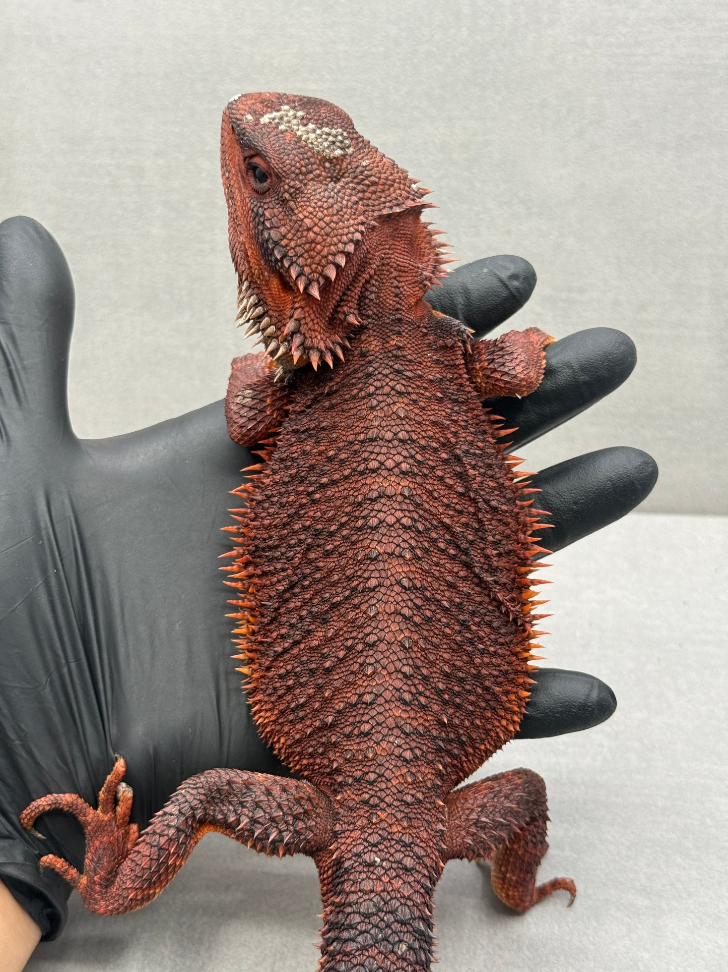 Red Monster Bearded Dragon 509