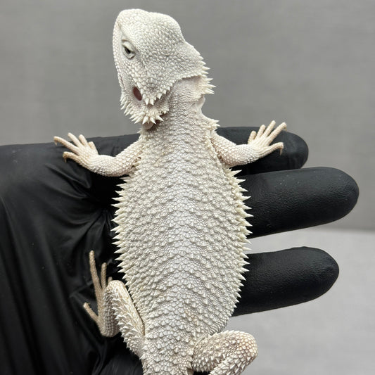 Hypo Zero Bearded Dragon 770