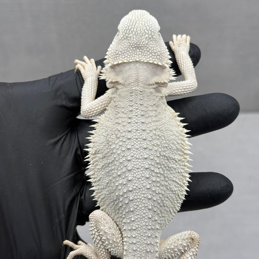 Hypo Zero Bearded Dragon 766