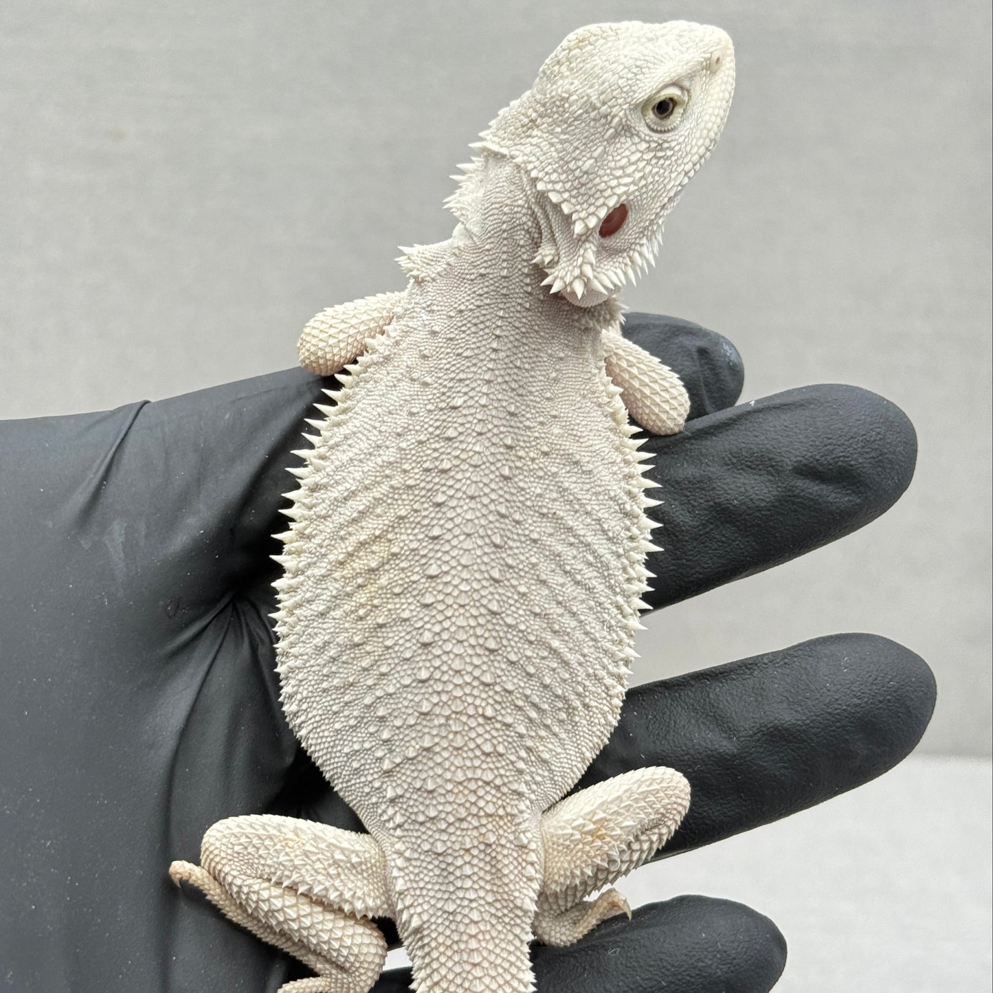 Hypo Zero Bearded Dragon