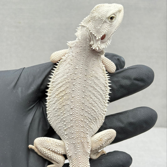 Hypo Zero Bearded Dragon