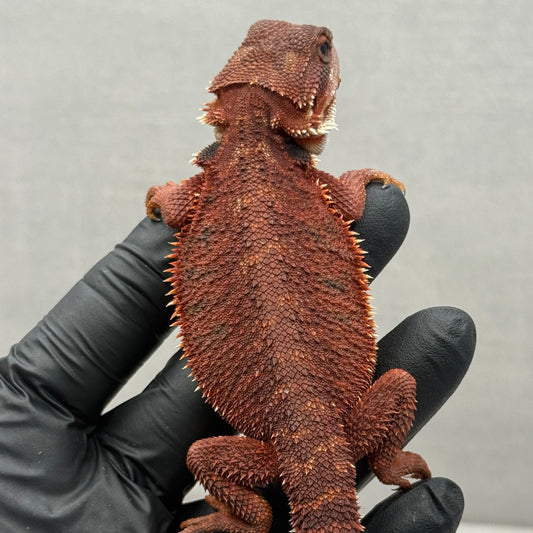 Red Trans Bearded Dragon 682