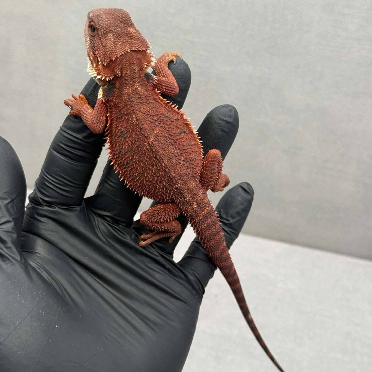 Red Trans Bearded Dragon 682