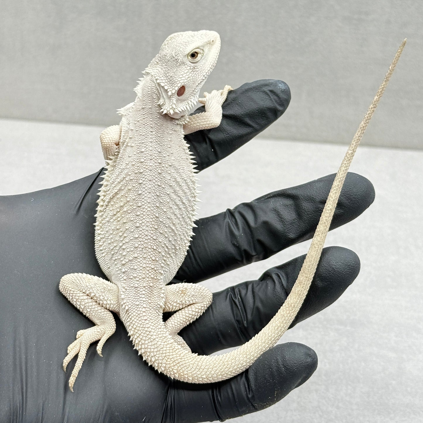 Hypo Zero Bearded Dragon