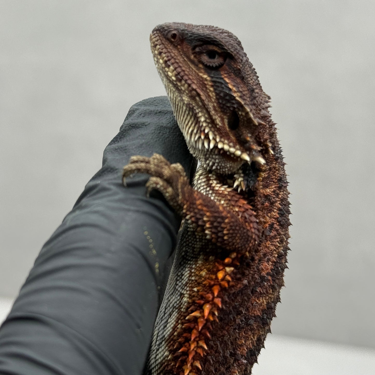 Full Red Monster Bearded Dragon 399