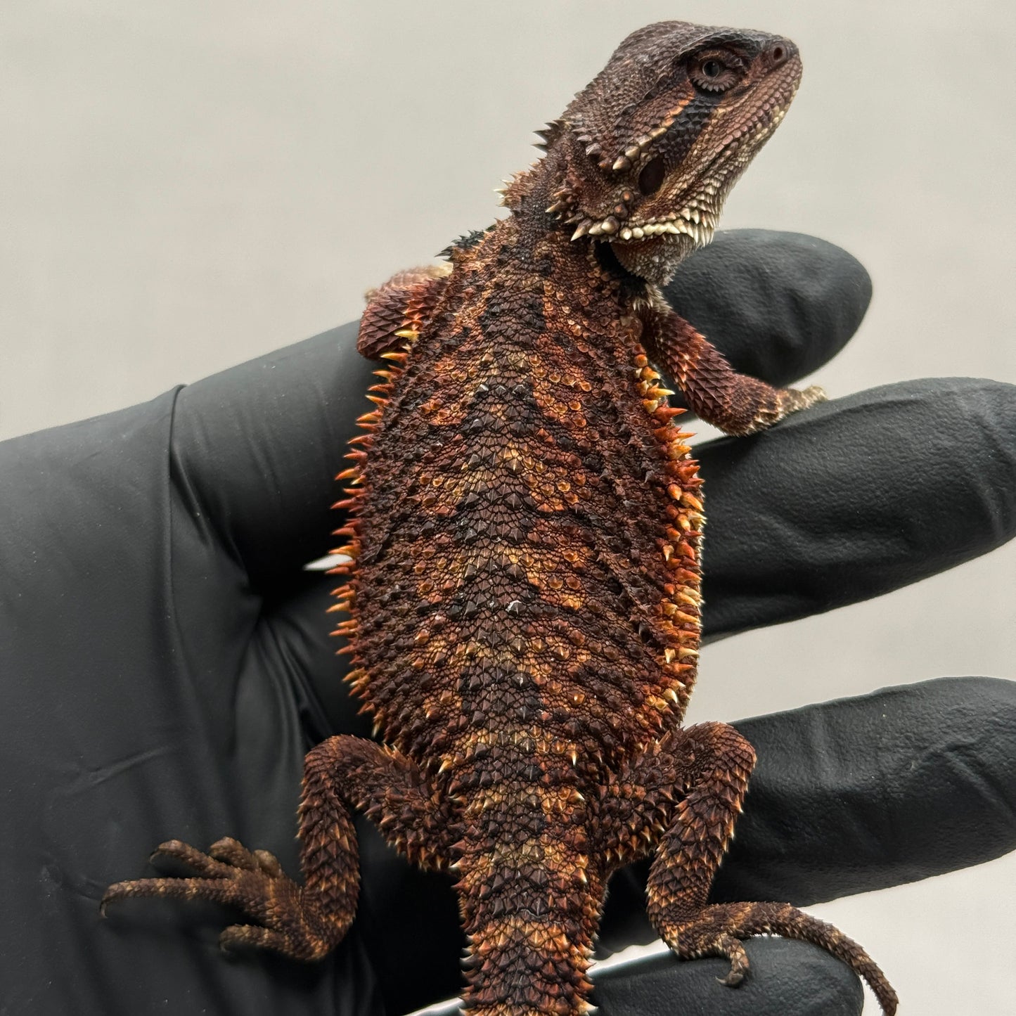Full Red Monster Bearded Dragon 399