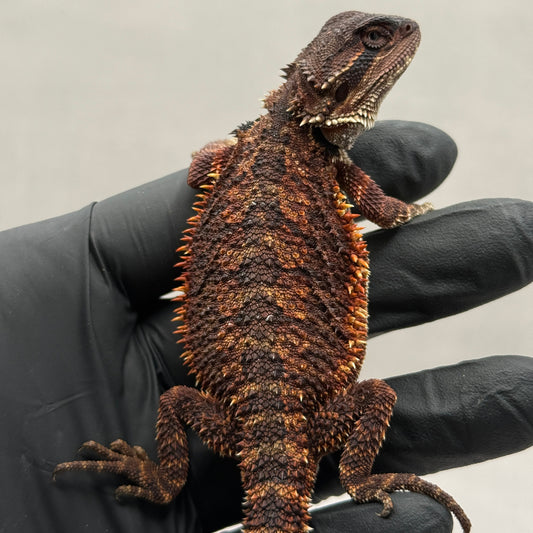 Full Red Monster Bearded Dragon 399